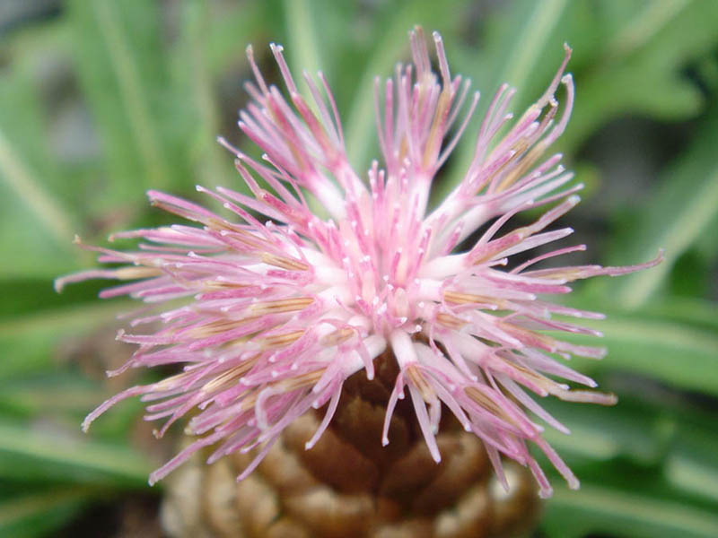 Rhaponticum coniferum photo